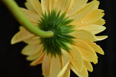 Güzel botanik fotoğrafı, doğal duvar kağıdı.