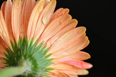 gerbera çiçeği, flora ve botanik