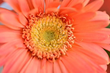 Güzel Gerbera çiçeği yakın çekim, yaz konsepti, bahar konsepti