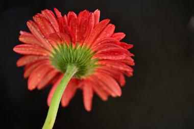 Gerbera çiçeği, bitki ve taç yaprakları