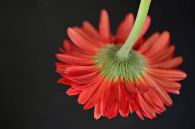 Güzel çiçek açan Gerbera çiçeğinin yakın görüntüsü