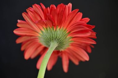 Güzel çiçek açan Gerbera çiçeğinin yakın görüntüsü