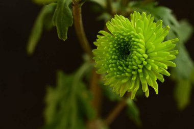 Güzel botanik fotoğrafı, doğal duvar kağıdı.