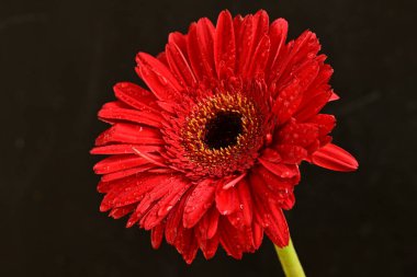 Güzel çiçek açan Gerbera çiçeğinin yakın görüntüsü