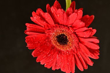 Güzel çiçek açan Gerbera çiçeğinin yakın görüntüsü