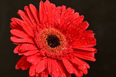 Güzel çiçek açan Gerbera çiçeğinin yakın görüntüsü