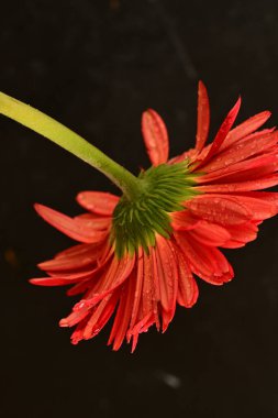 Güzel çiçek açan Gerbera çiçeğinin yakın görüntüsü