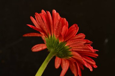 Güzel çiçek açan Gerbera çiçeğinin yakın görüntüsü