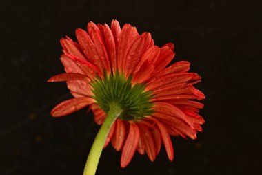 Güzel çiçek açan Gerbera çiçeğinin yakın görüntüsü