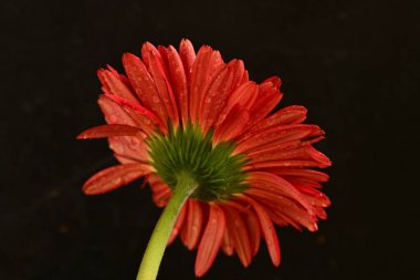 Güzel çiçek açan Gerbera çiçeğinin yakın görüntüsü