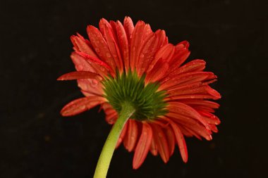 Güzel çiçek açan Gerbera çiçeğinin yakın görüntüsü
