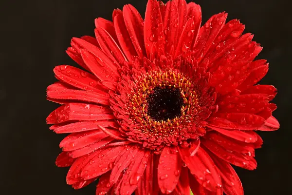 Güzel çiçek açan Gerbera çiçeğinin yakın görüntüsü