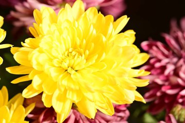 Güzel, parlak çiçekler, yakın manzara.