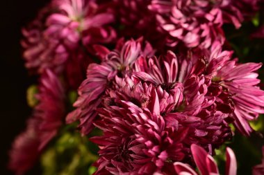 Güzel, parlak çiçekler, yakın manzara.