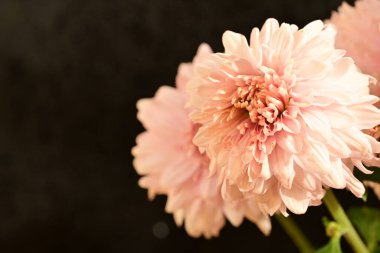 Güzel, parlak çiçekler, yakın manzara.