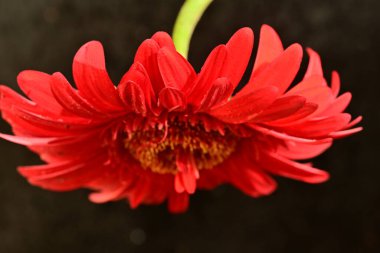 Güzel çiçek açan Gerbera çiçeğinin yakın görüntüsü