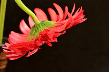 Güzel çiçek açan Gerbera çiçeğinin yakın görüntüsü