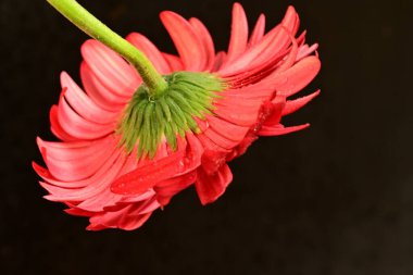 Güzel çiçek açan Gerbera çiçeğinin yakın görüntüsü