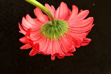 Güzel çiçek açan Gerbera çiçeğinin yakın görüntüsü