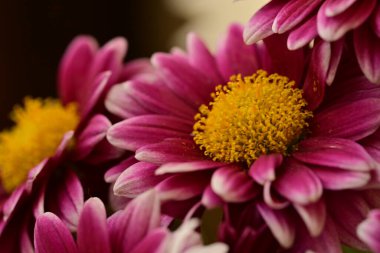 Güzel, parlak çiçekler, yakın manzara.