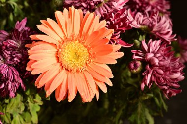 Güzel, parlak çiçekler, yakın manzara.