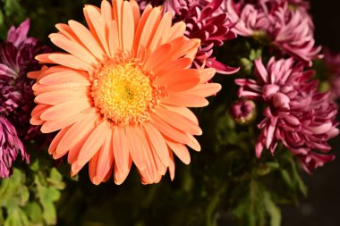 Güzel, parlak çiçekler, yakın manzara.