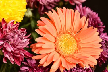 Güzel, parlak çiçekler, yakın manzara.