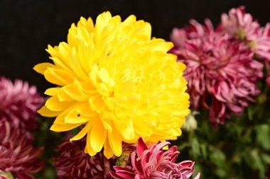 Güzel, parlak çiçekler, yakın manzara.