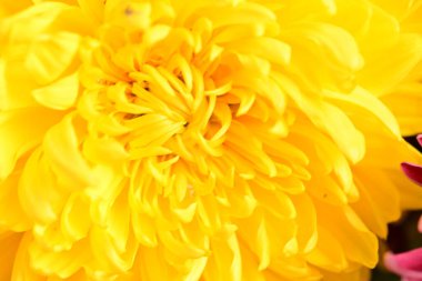 parlak sarı Kasımpatı çiçeği