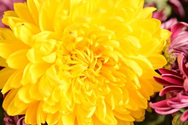 Güzel çiçek, yakın