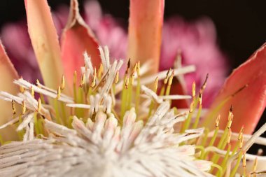 Güzel botanik fotoğrafı, doğal duvar kağıdı.