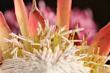 Güzel botanik fotoğrafı, doğal duvar kağıdı.