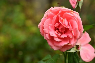 Bahçede büyüyen güzel pembe gül