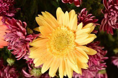 Güzel, parlak çiçekler, yakın manzara.