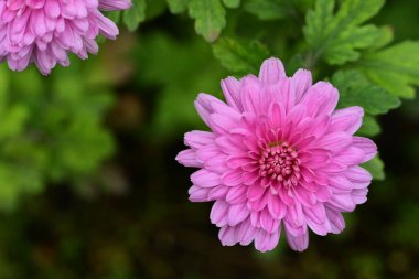 Güzel parlak çiçek, yakın - yakın manzara