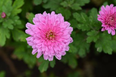 Bahçede kasımpatı çiçekleri