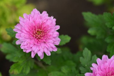 Güzel parlak çiçek, yakın - yakın manzara