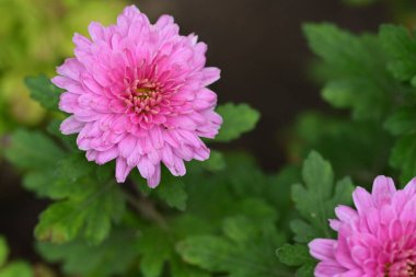 Bahçedeki güzel çiçekler