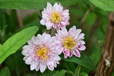 Güzel, parlak çiçekler, yakın manzara.