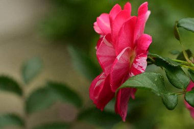 Bahçede güzel bir gül