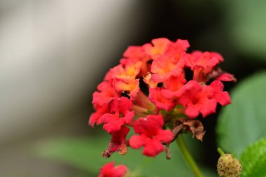 doğa kırmızı çiçek