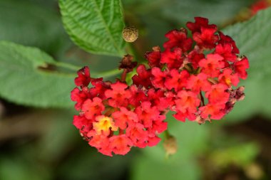 Bahçedeki kırmızı çiçekler