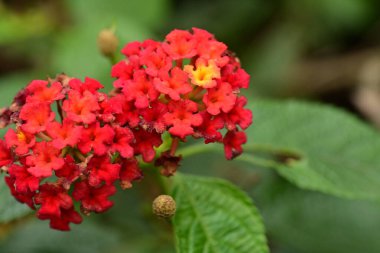 Bahçedeki güzel çiçekler