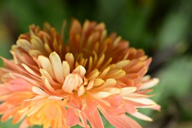 Bahçedeki güzel sarı çiçek