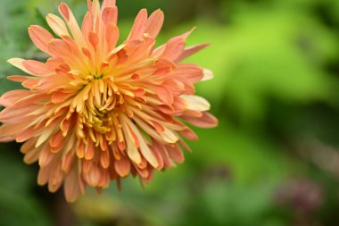 Güzel botanik fotoğrafı, doğal duvar kağıdı.