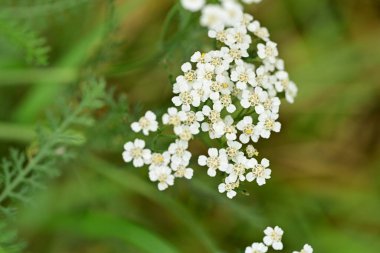 Bahçedeki beyaz çiçekler, yakın.