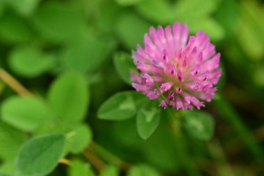 yonca Çiçek bahçesinde