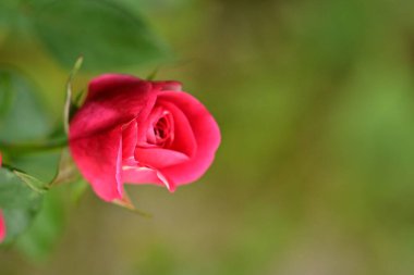 Bahçede güzel bir gül