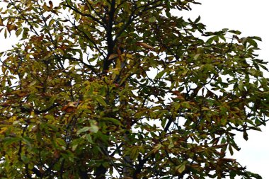 Ağaç dallarında yeşil yapraklar