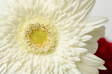 gerbera çiçeği siyah arkaplanda